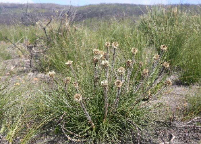 Western Australian Plants Dasypogonaceae